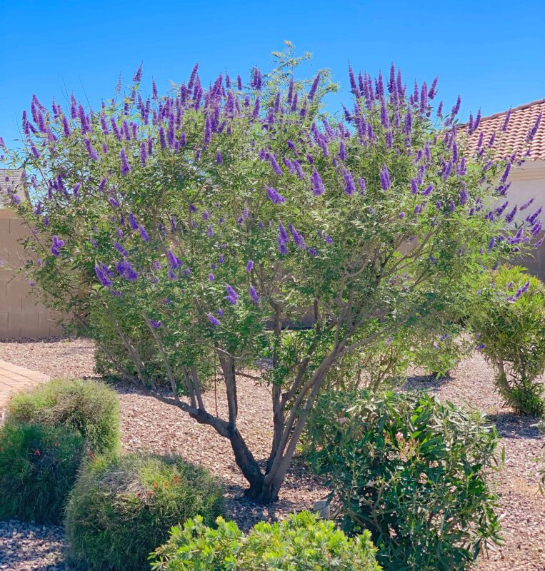 Chast Tree